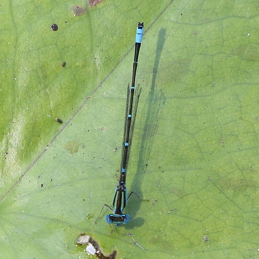 J19_1699 Austroagrion watsoni male.JPG